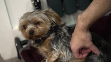 Londra, İngiltere - 2022.12.02: Güzel, genç Yorkshire Terrier 'in rahat yatağında uzanırken ve şımartılırken yavaş çekim görüntüleri