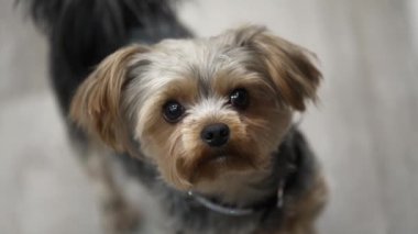 Londra, İngiltere - 2022.12.02: Güzel ve genç Yorkshire Teriyerinin kameraya meraklı bir şekilde bakan yavaş çekim görüntüleri