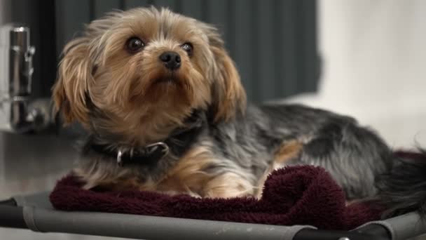 London 2022 Slow Motion Beelden Van Beautiful Jonge Yorkshire Terrier — Stockvideo