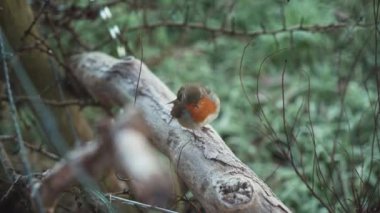 Londra, İngiltere - 2022.12.10: Batı Londra 'nın Richmond kentindeki üç şubede oturan Robins (Erithacus rubecula) kuşunun görüntülerini kapatın
