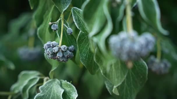 Londra Regno Unito 2022 Vaccinium Corymbosum Goldtraube Blueberry Incapsulato Nel — Video Stock