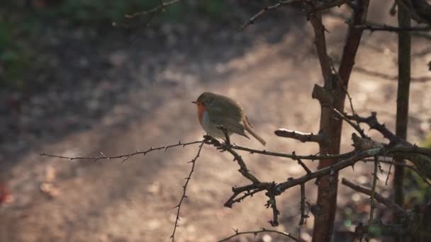 Londres Reino Unido 2022 Close Footage Robins Erithacus Rubecula Bird — Vídeo de Stock
