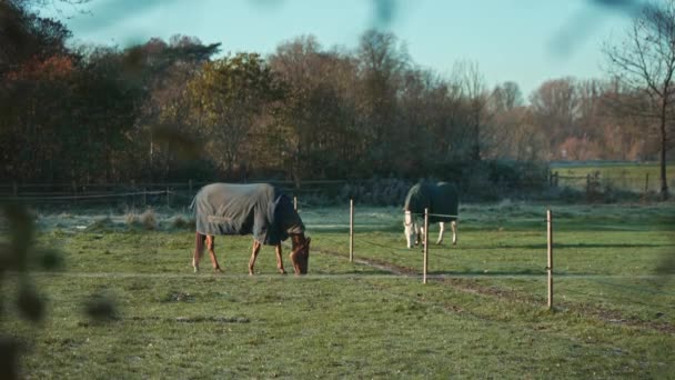 London Storbritannien 2022 Bilder Vackra Hästar Filtar Kall Kylig Vintermorgon — Stockvideo