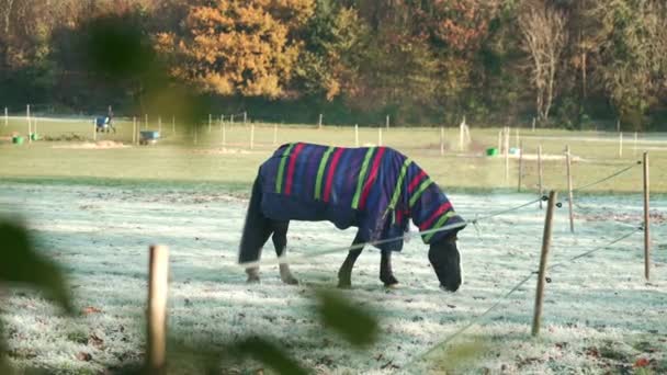 2022 서리가 내리는 리치먼드 웨스트 런던에서 담요를 아름다운 말들의 발자국 — 비디오