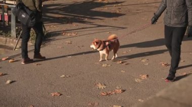 Londra, İngiltere - 2022.12.10: Richmond Batı Londra 'da soğuk kış sabahı güzel Shiba Inu cins köpeğinin görüntüleri