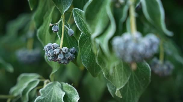 Londra Regno Unito 2022 Vaccinium Corymbosum Goldtraube Blueberry Incapsulato Nel — Video Stock