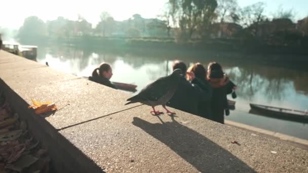 London 2022 Taube Sitzt Einem Kalten Sonnigen Wintermorgen Auf Dem — Stockvideo