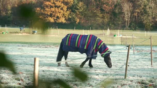 Londyn Wielka Brytania 2022 Nagranie Pięknych Koni Kocach Mroźny Zimowy — Wideo stockowe