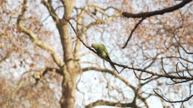 Londra, İngiltere - 2022.12.17: Güneşli bir günde St. James 's Park' ta muhabbet kuşlarının görüntüleri