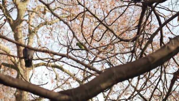 Londra Ngiltere 2022 Güneşli Bir Günde James Park Muhabbet Kuşlarının — Stok video