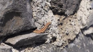 Madeira, Portekiz - 2023.04.04 - 09: 600 metre Penha d 'guia' nın güzel panoramik manzarası Madeira 'nın en göze çarpan jeolojik sembollerinden birini sallıyor