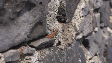 Madeira, Portekiz - 2023.04.04 - 09: 600 metre Penha d 'guia' nın güzel panoramik manzarası Madeira 'nın en göze çarpan jeolojik sembollerinden birini sallıyor