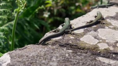 Madeira, Portekiz - 2023.04.04 - 09: Madeiran duvar kertenkelesi 