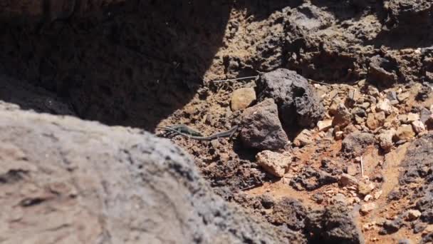 Madeira Portugal 2023 Madeiran Wall Lizards Teira Dugesii Fighting Rocks — Stock Video