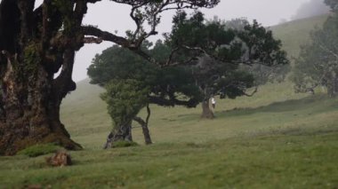 Madeira, Portekiz - 2023.04.04 - 09: Güneşli bulutlu bir havada Fanal Ormanı 'nın büyüleyici video görüntüleri