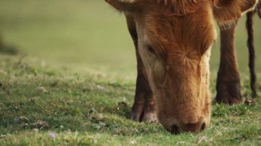 Madeira, Portekiz - 2023.04.04 - 09: Fanal Ormanı 'nda çim çiğneyen ineklerin güzel görüntüleri