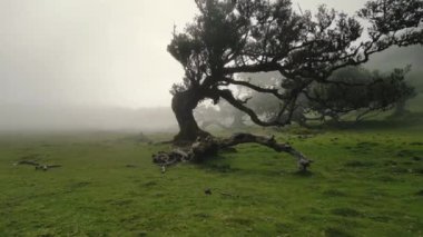 Madeira, Portekiz - 2023.04.04 - 09: Güneşli bulutlu bir havada Fanal Ormanı 'nın çarpıcı hava aracı görüntüleri