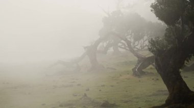 Madeira, Portekiz - 2023.04.04 - 09: Güneşli bulutlu bir havada Fanal Ormanı 'nın büyüleyici video görüntüleri