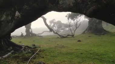 Madeira, Portekiz - 2023.04.04 - 09: Güneşli bulutlu bir havada Fanal Ormanı 'nın çarpıcı hava aracı görüntüleri