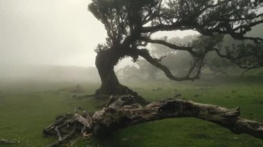 Madeira, Portekiz - 2023.04.04 - 09: Güneşli bulutlu bir havada Fanal Ormanı 'nın çarpıcı hava aracı görüntüleri