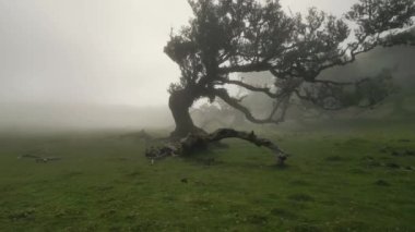 Madeira, Portekiz - 2023.04.04 - 09: Güneşli bulutlu bir havada Fanal Ormanı 'nın çarpıcı hava aracı görüntüleri