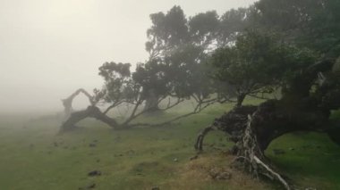 Madeira, Portekiz - 2023.04.04 - 09: Güneşli bulutlu bir havada Fanal Ormanı 'nın çarpıcı hava aracı görüntüleri