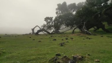 Madeira, Portekiz - 2023.04.04 - 09: Güneşli bulutlu bir havada Fanal Ormanı 'nın çarpıcı hava aracı görüntüleri