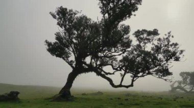 Madeira, Portekiz - 2023.04.04 - 09: Güneşli bulutlu bir havada Fanal Ormanı 'nın çarpıcı hava aracı görüntüleri