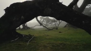 Madeira, Portekiz - 2023.04.04 - 09: Güneşli bulutlu bir havada Fanal Ormanı 'nın çarpıcı hava aracı görüntüleri
