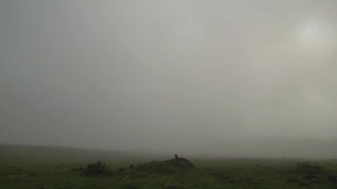 Madeira, Portekiz - 2023.04.04 - 09: Güneşli bulutlu bir havada Fanal Ormanı 'nın çarpıcı hava aracı görüntüleri