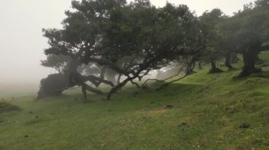 Madeira, Portekiz - 2023.04.04 - 09: Güneşli bulutlu bir havada Fanal Ormanı 'nın çarpıcı hava aracı görüntüleri