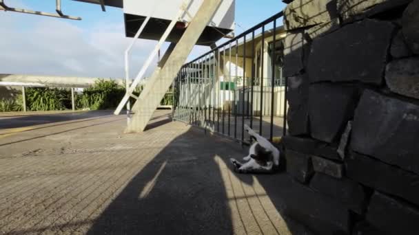 Madeira Portugal 2023 Filmaufnahmen Einer Schönen Katze Die Sonnigen Abenden — Stockvideo