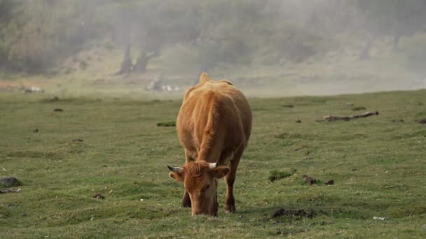 Madeira Portugal 2023 Prachtige Beelden Van Koeien Die Gras Kauwen — Stockvideo