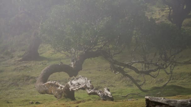 Madeira Portugalsko 2023 Ohromující Video Záběry Fanal Forest Slunečného Mlhavého — Stock video