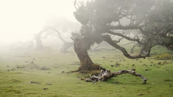 Madeira Portugal 2023 Atemberaubende Videoaufnahmen Von Fanal Forest Bei Sonnigem — Stockvideo