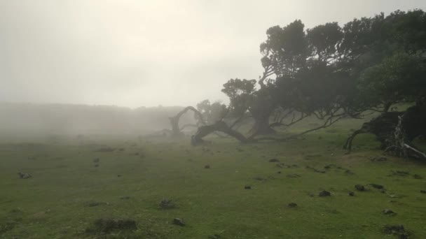 マデイラ ポルトガル 2023 晴れた曇りの霧の天気のファナルの森の素晴らしい空中ドローンビデオ映像 — ストック動画
