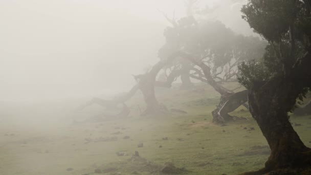 Madeira Portugal 2023 Filmagem Impressionante Floresta Fanal Tempo Nebuloso Ensolarado — Vídeo de Stock