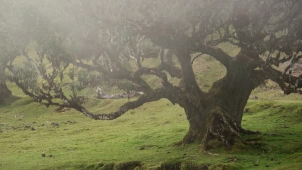 Madeira Portugal 2023 Prachtige Videobeelden Van Fanal Forest Zonnig Bewolkt — Stockvideo