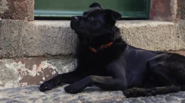 Madeira, Portekiz - 2023.04.04 - 09: Funchal 'daki evinin önünde oturan güzel siyah köpek