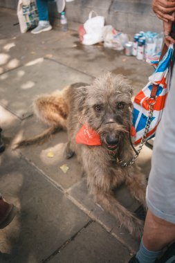 Trafalgar Meydanı, Londra - İngiltere - 2024.07.27: İngiliz bayraklı köpekler İngiltere için Mart, Mart ayında toplanıyor 