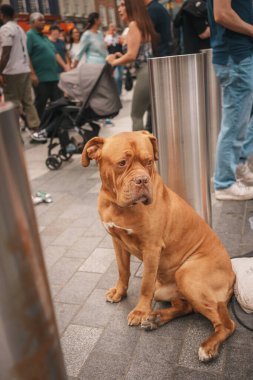 Euro Finalleri - Londra - İngiltere - 2024.07.14: Orta Londra 'daki Euro Finalleri sırasında kalabalık bir caddede sakince oturan kahverengi bir köpek, İngiltere' yi destekleyen taraftarlar ve bayraklarla çevrili..