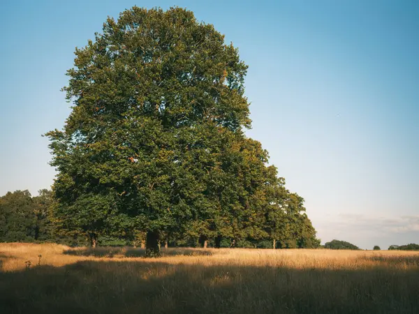 Richmond - Londra - İngiltere - 2024.08.03: Güneşli bir sonbahar gününde Richmond Park 'ta mavi gökyüzü olan güzel ağaç