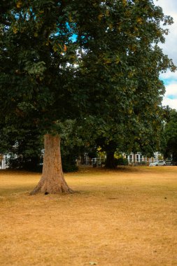 Chiswick, Londra, Birleşik Krallık 2025.08.05 Yoğun yeşil yapraklı uzun bir ağaç parktaki kuru sarı çimlerin üzerine gölge düşürüyor, konut evleri ve arka planda belli belirsiz görünen bir araba..