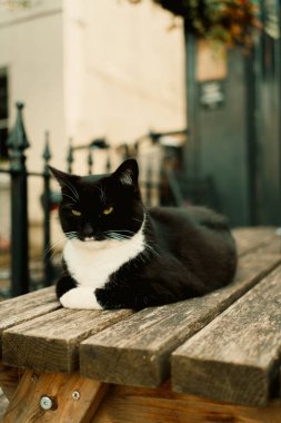 Chiswick, Londra, İngiltere 2025.08.03 Bir smokin kedisi ahşap bir bankta, demir bir çitle ve arka planda bir evle dinlenir..