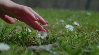 Kadınların elleri tarladaki bahar çiçeklerini yetiştiriyor. 