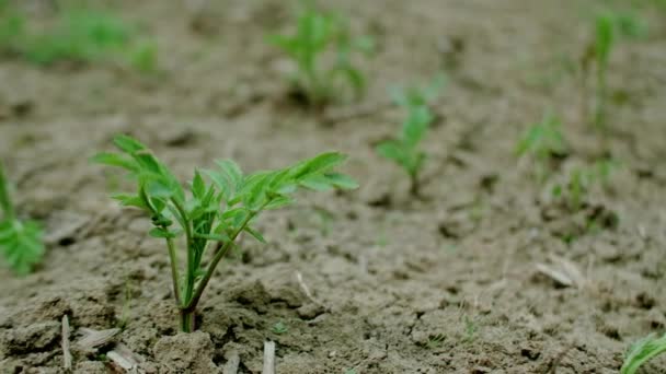 땅에서 새싹은 생태적 환경적 가뭄이 있습니다 재배와 — 비디오