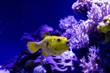 Derin denizlere doğru komik sarı balıklar ve mercanlar, ekosistem çevre teması. Yüksek kalite fotoğraf