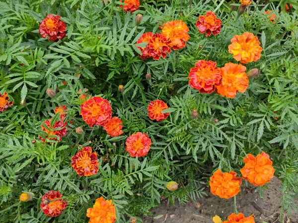 stock image Photo of beautiful flowers in a flowerbed in Ukraine. Green grass. Flowerbed. City. Decorative elements.