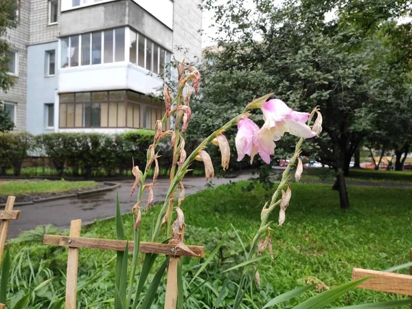 Fotografie Krásných Květin Záhonu Ukrajině Zelená Tráva Květinové Lůžko Město — Stock fotografie