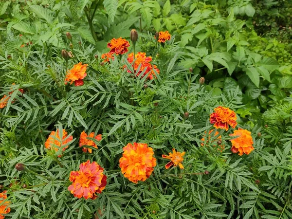 stock image Nice. Beautiful. Spring. Background. Pleasure. Joy. Photo on gray, green and neutral colors. Green grass. Screensaver. Nature. Colorful flowers. Flowerbed. Cute. Bright. Autumn. Summer. Saturated.